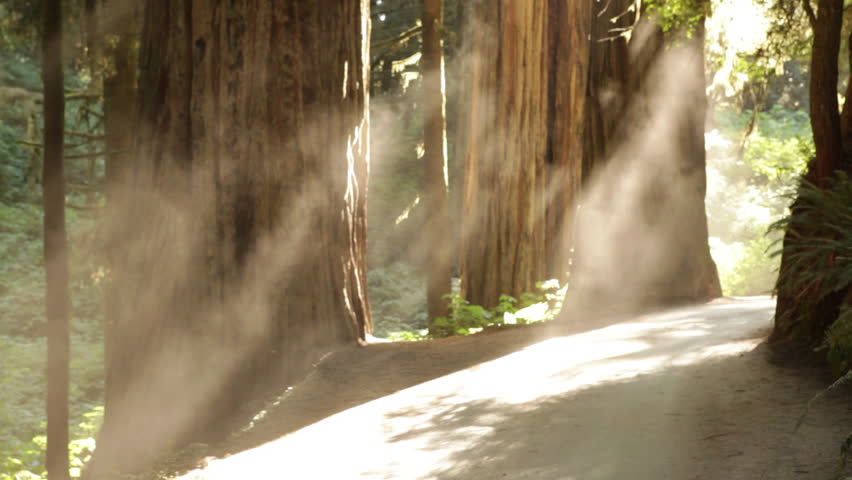 Sun on redwood path