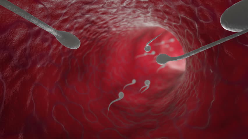 Beautiful Animation of realistic Swimming sperms traveling through the tube. HD 1080, seamless CG animation.