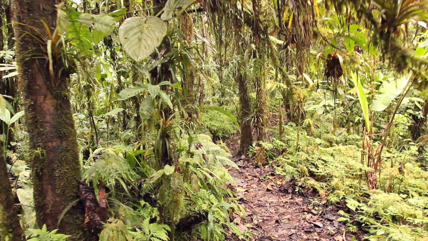 Walking through cloudforest on the highest point of the Coastal Range in Western Ecuador