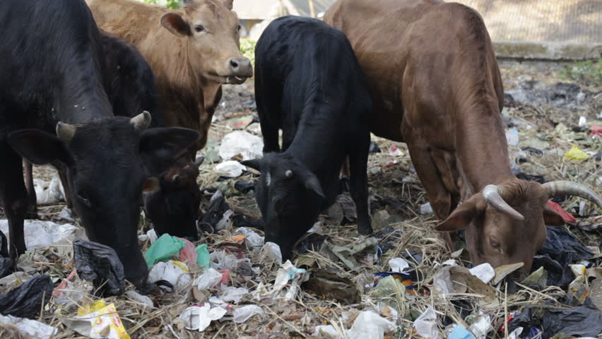 Cow eat Rubbish.
