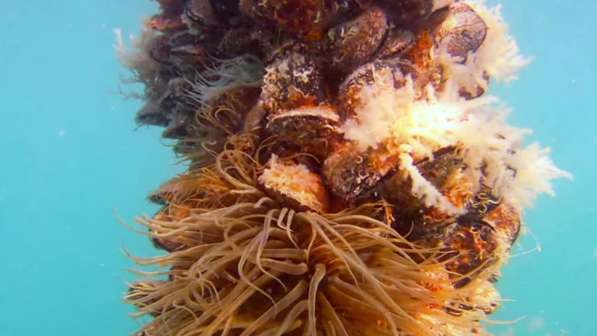 Underwater scene with oysters and anemones. Shot in Croatia.