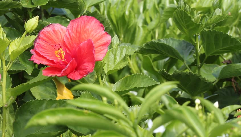 Isolated Red Hibiscus
