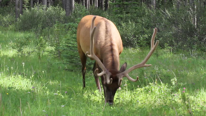 Bull Elk with velvet antlers in the spring time