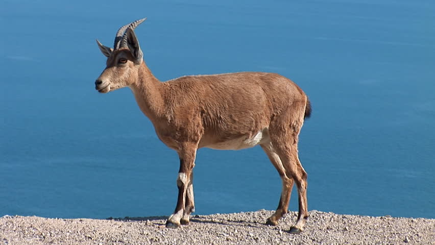 beautiful goat in the background of the sea