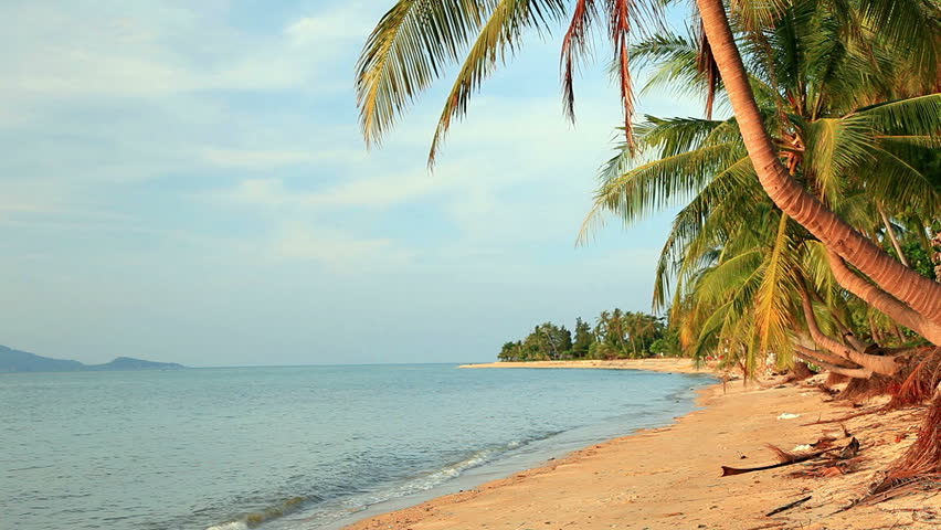 tropical beach and palm tree