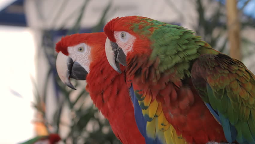 Green And Red Macaw (HD). Green and Red hybrid Macaw parrot ruffling feathers.