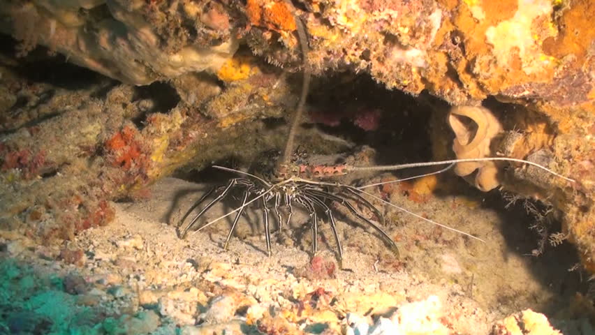 Painted spiny lobster sitting in a crevice