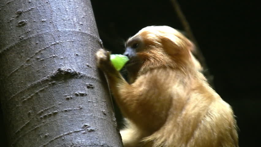 A golden tamarin monkey eats a grape.