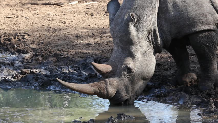White (square-lipped) rhinoceros (Ceratotherium simum) drinking water, Mkuze game reserve, South Africa