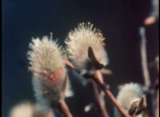 Close-up of pussy willow blossoms