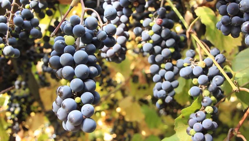 Grapes