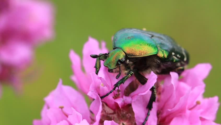 Colorful beetle on a flower