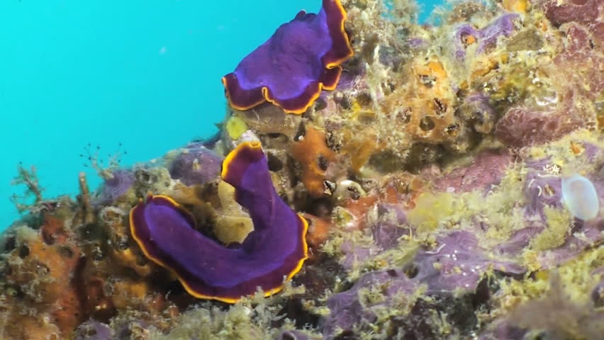 Pair of divided flatworms climbing over coral reef