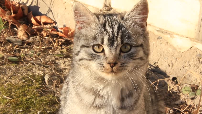 A kitten is curious about the camera