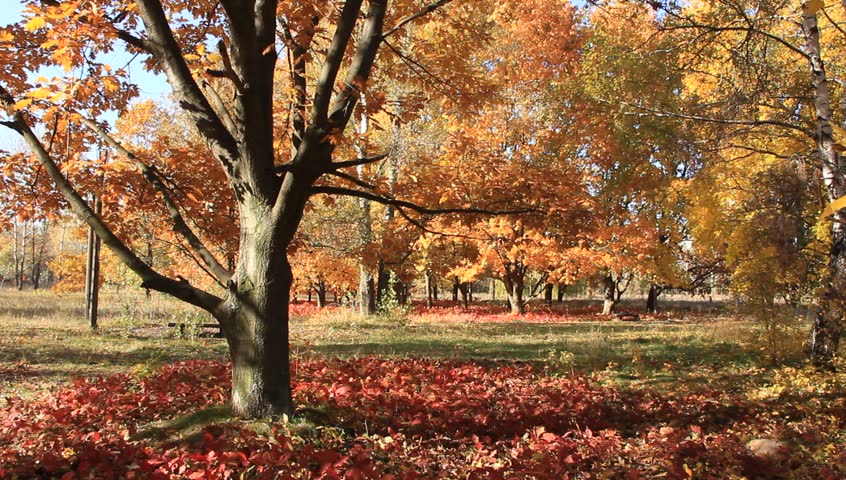Autumn trees
