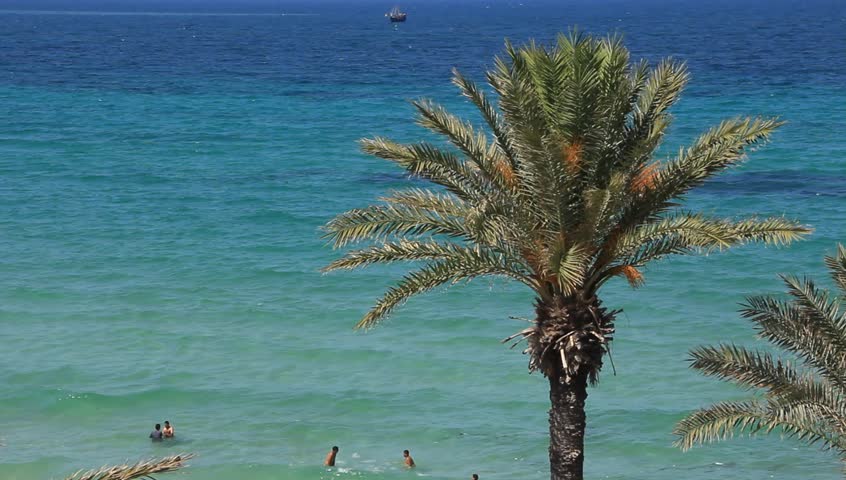 A palm tree and people swimming in the Mediterranean Sea