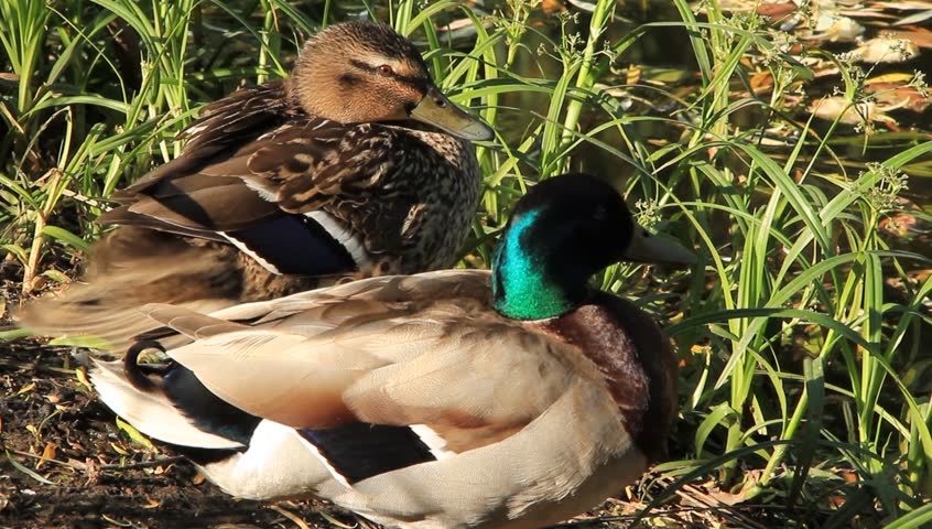 Ducks by a pond
