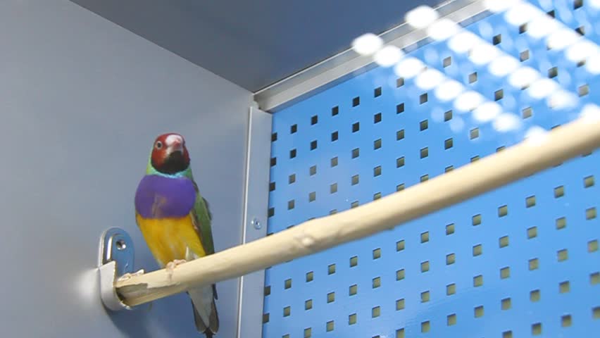 Two tropical songbirds in cage