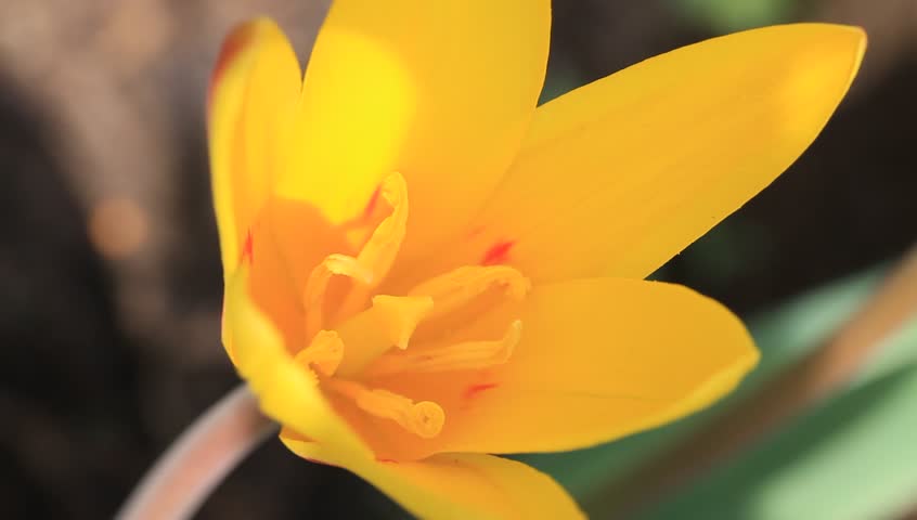 Tulip blossom in early spring and sound of birds singing