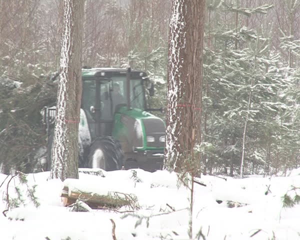 tractor carry trailer loaded with christmas fir tree branches. snowy forest manage in winter