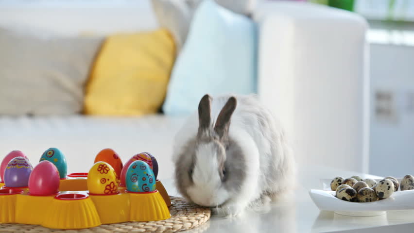 Adorable bunny surrounded with Easter eggs washing itself and sniffing the air, Easter series