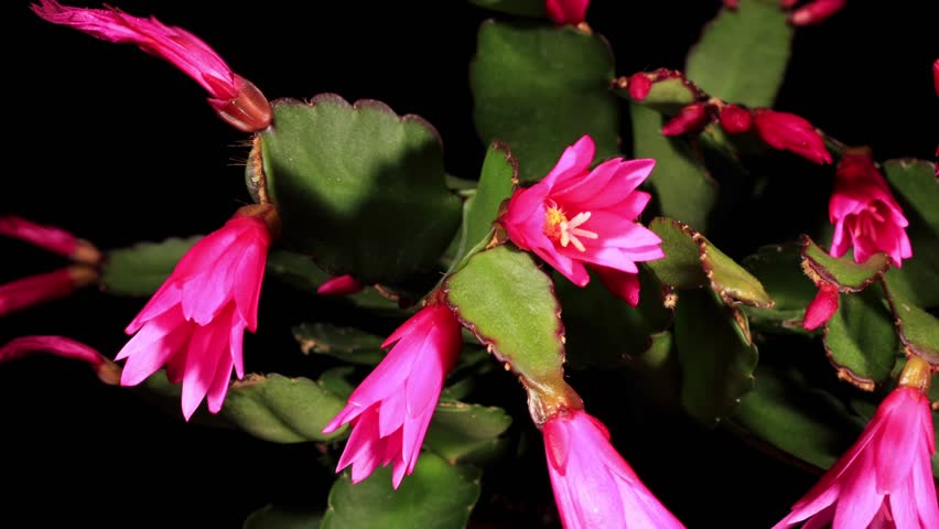 Epiphytic cactus bloom on the black background (Schlumbergera) timelapse
