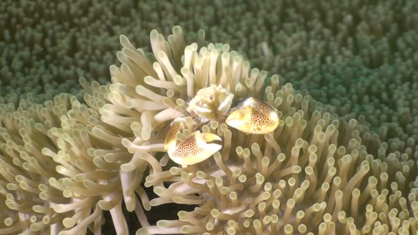 Porcelain crab sitting on sea anemone and feeding