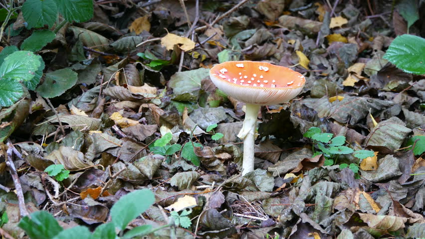 Header of Amanita
