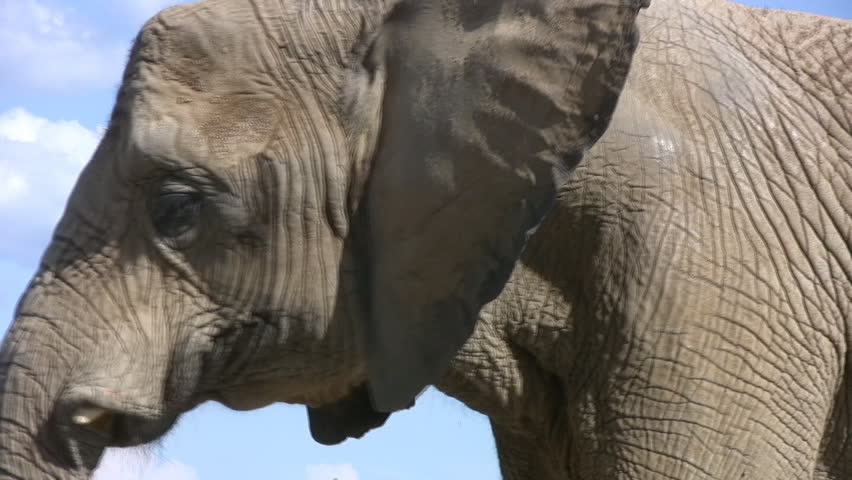 An elephant moves its head slowly back and forth - and looks like its slow dancing.