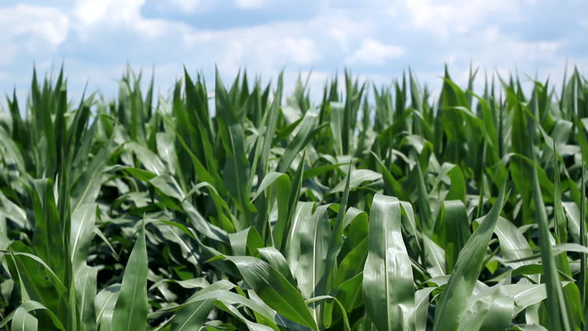 Corn field on a bright sunny day. Shallow DOF. Selective focus. HD1080p.