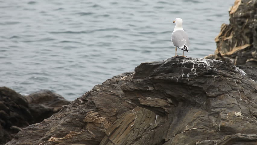 Seagull on rocks by the sea