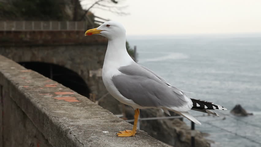 Seagull