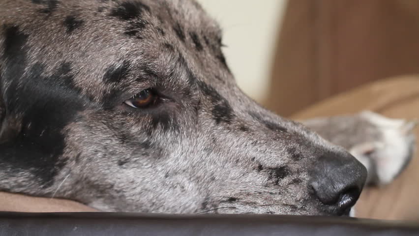 Great Dane Macro Shot Resting on Couch
