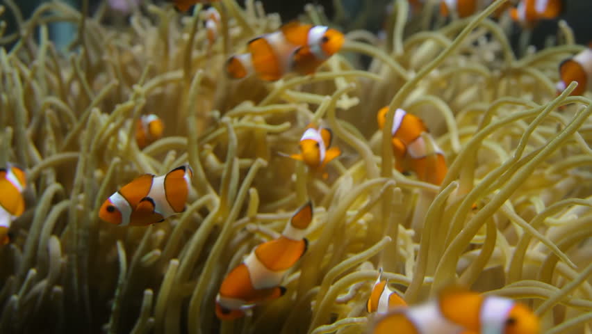 Clown Fish Close View (HD). Clown fish swimming around anemone, from a glass nursery. Shallow focus on the anemone tentacles. Some fish are out and in focus depending on distance.