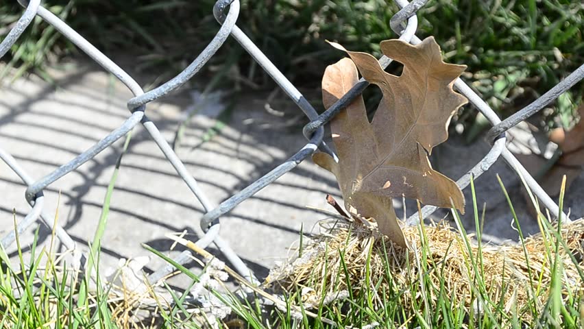 Wind blowing leaf caught in chain link fence