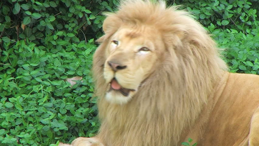 White Lion Yawning 