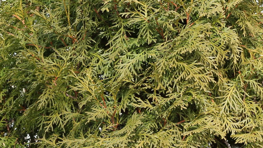 A closeup view of a cedar hedge trimmed with shears.