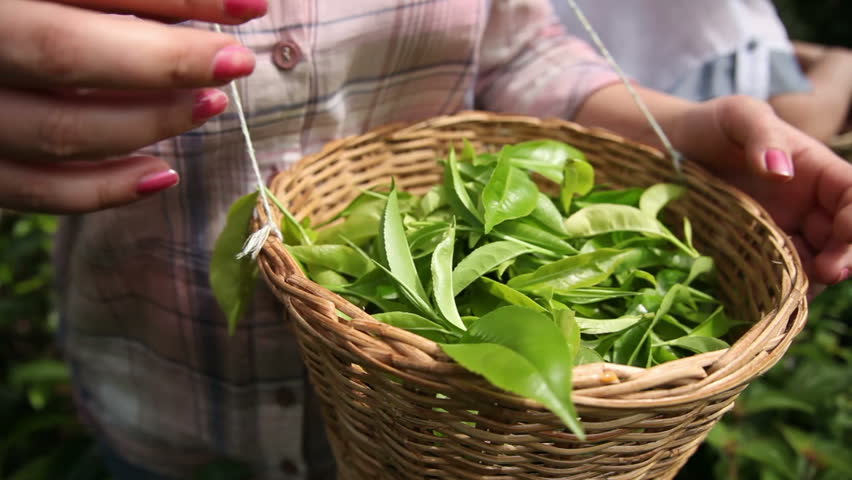 People harvest green tea bush