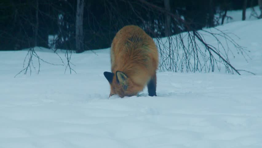 fox