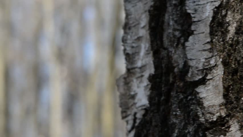birch trunk with spigot and sap drops