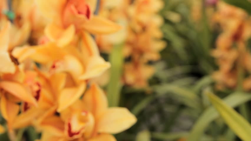Cymbidium Orchids Decor