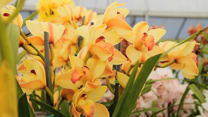 Cymbidium Orchids Botany