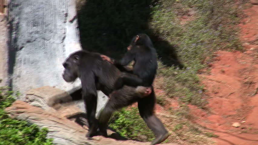 Endangered primate chimpanzee mother carries cute baby chimp ride on her back in African game preserve 