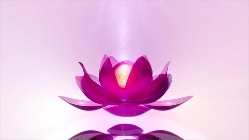 Lotus Blossom