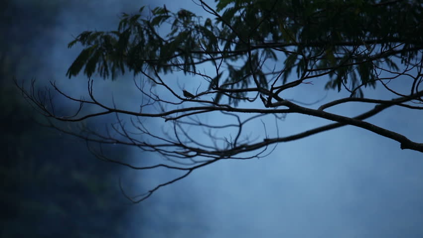 Bird flies from tree in the fog at night