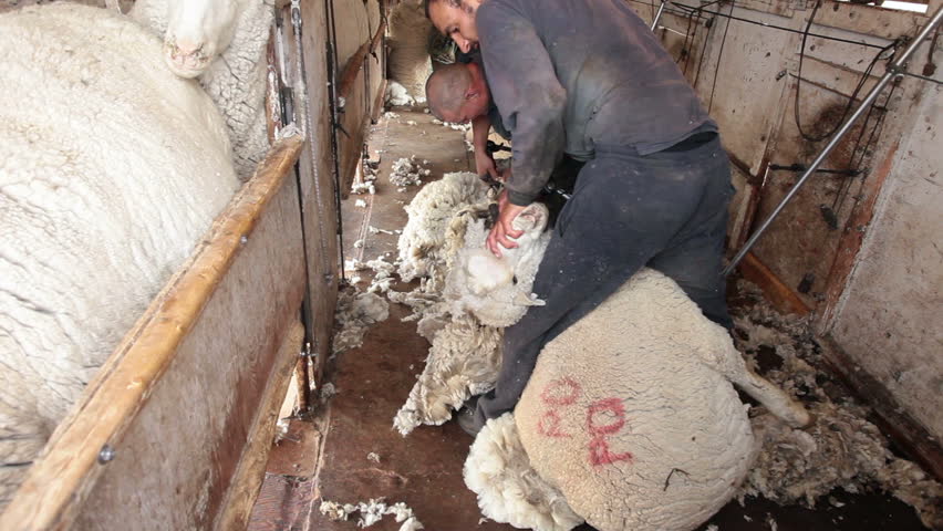 FOUNTAIN GREEN, UTAH - APRIL 12: Sheep shearers remove winter wool on April 12, 2012 at sheep ranch in Fountain Green, Utah.