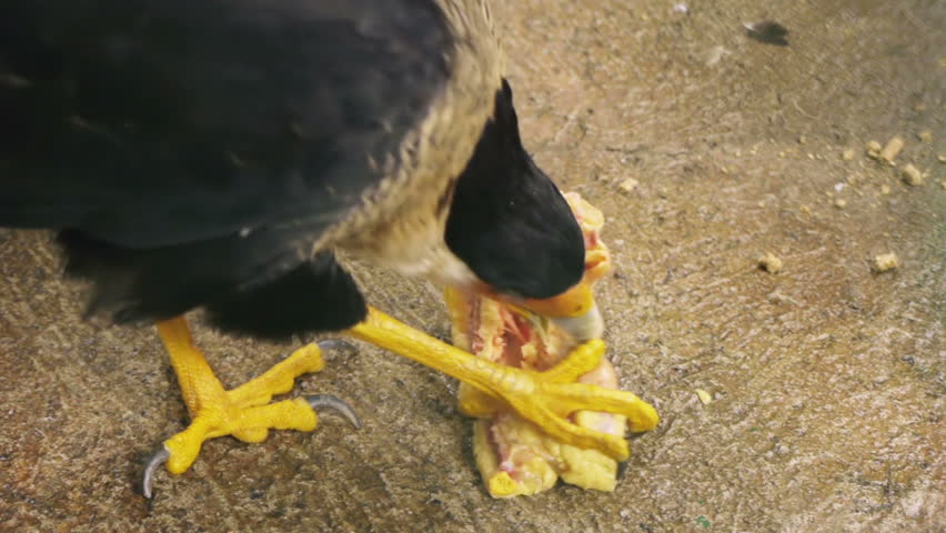 Caracara Bird Eating Chicken (HD). Caracara bird of prey eating raw chicken breast pulling meat off. Bird from a rehabilitation cage.