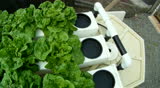 Romaine Lettuce Growing in a Hydroponic Greenhouse.