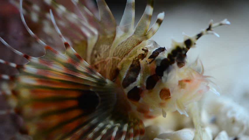 lion fish