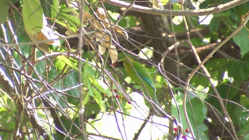 Wild green bird eating red seeds of a wild tree